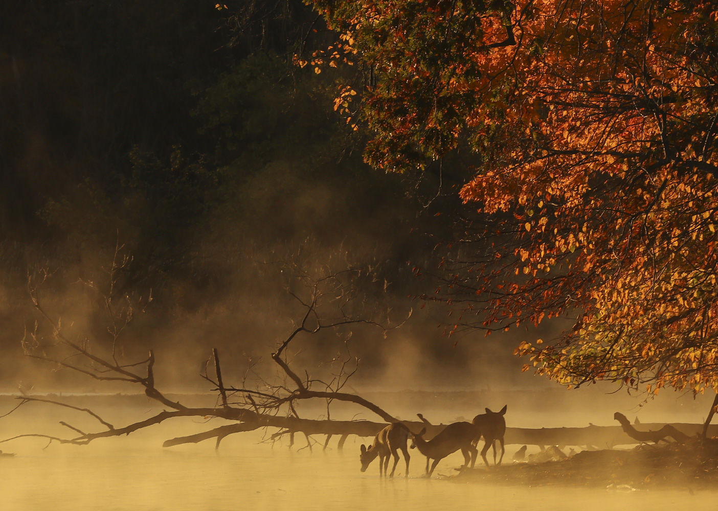 Fall around Lake Decatur 52 10.23.20.JPG